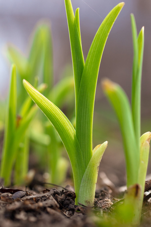 Grassy plant wakes up in spring from the ground .の写真素材