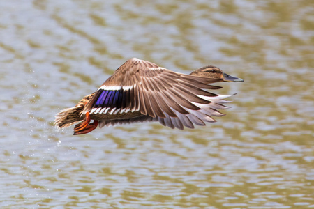 Duck in flight over the pond .の写真素材