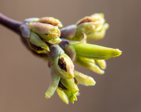 Opened bud on a tree branch .の写真素材