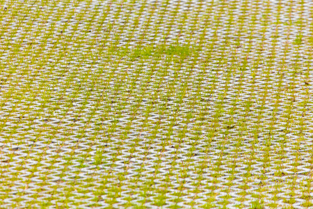 Grass on the sidewalk as background .の写真素材