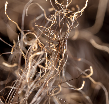 Scorched hair on the head. Macro.の写真素材