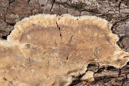 Mold in mushrooms on a wooden background. Macro