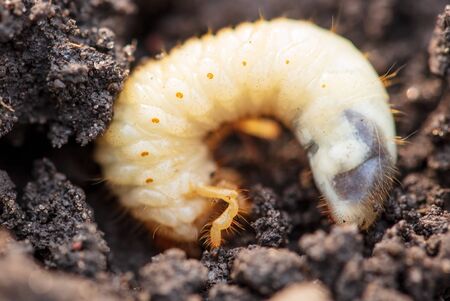 White beetle larva in the ground .の写真素材