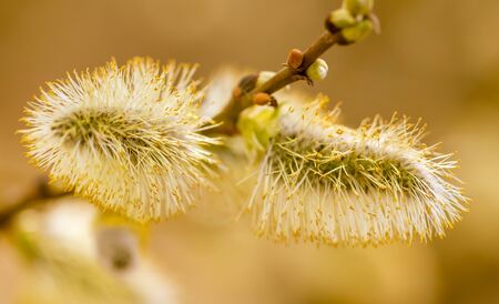 Yellow flowers on the branches of willow .の写真素材