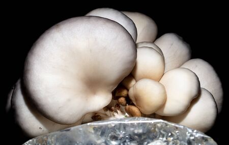 Oyster mushrooms grow on the farm.の写真素材