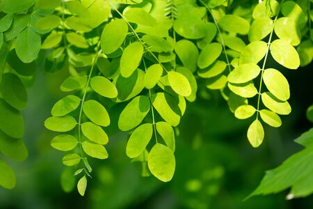 Small green leaves on a tree branch .の写真素材