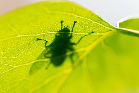Shadow of a fly on a green leaf in the park. Macroの写真素材