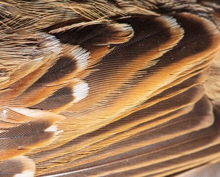 Sparrow feathers as a background. Macroの写真素材