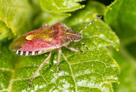 The bug on the plant in the park. Macroの写真素材
