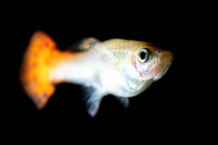 Little fish on a black background .の写真素材