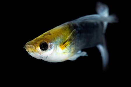 Little fish on a black background .の写真素材