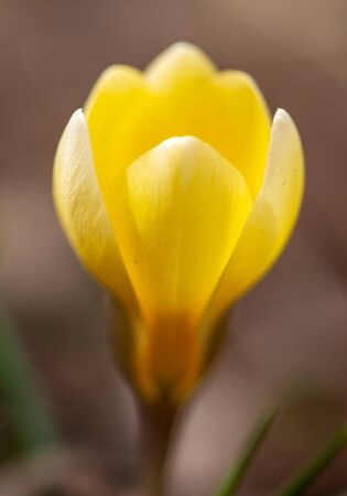 Yellow snowdrop flower on nature in spring .の写真素材