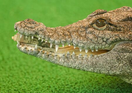 One hundred rubles in the mouth of a crocodile .の写真素材