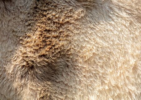 Fur on sheep's clothing as a background .