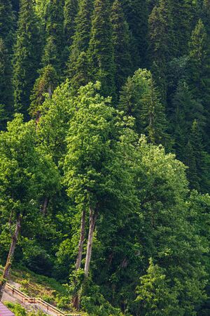 Green leaves on a tree in the mountains .