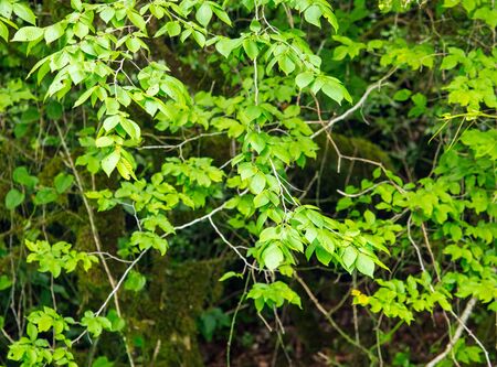 Green leaves on the tree as background .