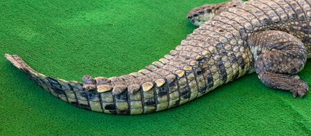 Crocodile tail on green background .の写真素材