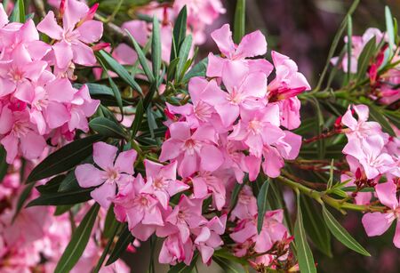 Red flowers on a tree in a subtropical park .の写真素材