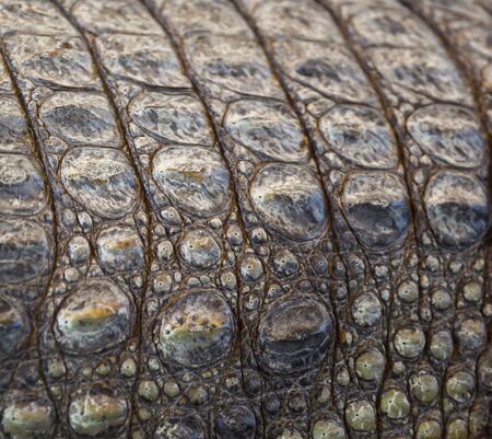 Crocodile skin as an abstract background.