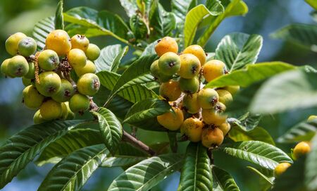 Medlar on the branches of a tree .の写真素材