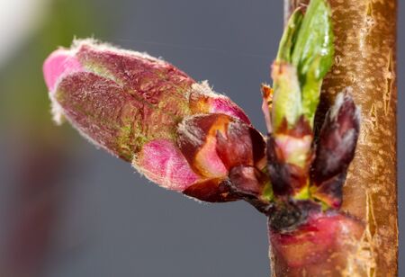 Closed flower on a branch of peach. Macroの写真素材