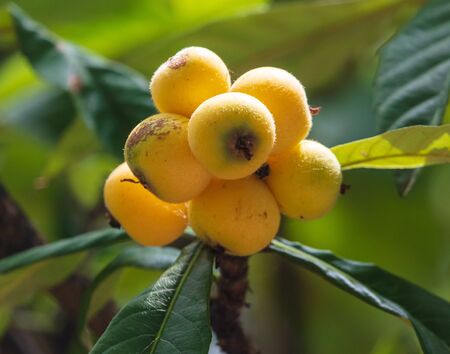 Medlar on the branches of a tree .