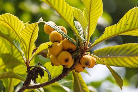 Medlar on the branches of a tree .