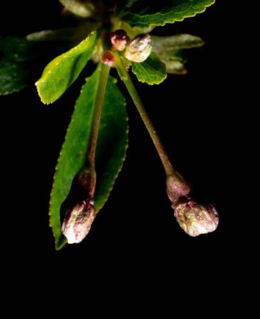 Flower on a branch of cherry on a black background .
