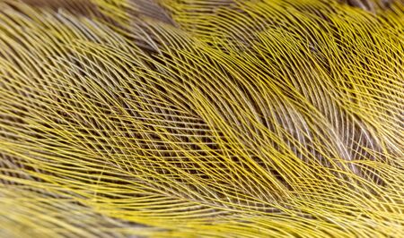 Bird feathers with a yellow tinge as a background. Macroの写真素材