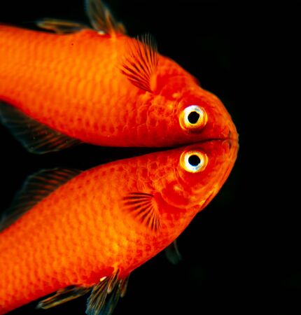 Little fish with reflection on black background .