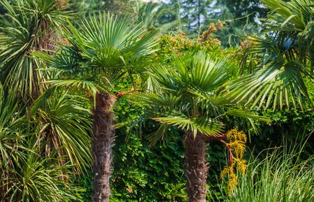 Evergreen palm branches in the subtropics .の写真素材
