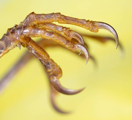 Claws on the legs of a bird in nature .の写真素材