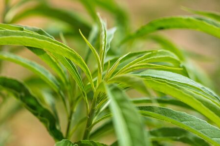 Green leaves on the plant as background .