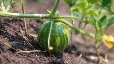 Little green watermelon in the garden .