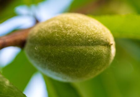 Green peach on a tree branch in nature .の写真素材