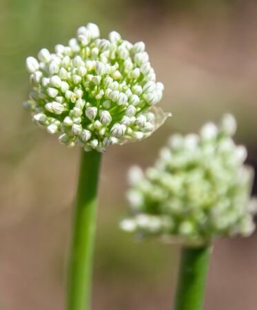 Flowers on the onion in the garden .の写真素材