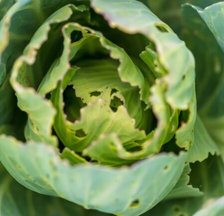 Worms eat leaves on cabbage .の写真素材