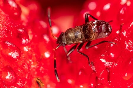 The beetle crawls on a red strawberry. Macroの写真素材