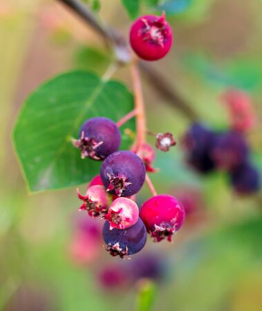 shadberry growing in a garden in nature .の写真素材