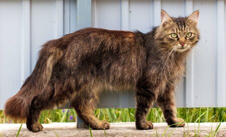 Portrait of a cat in nature .