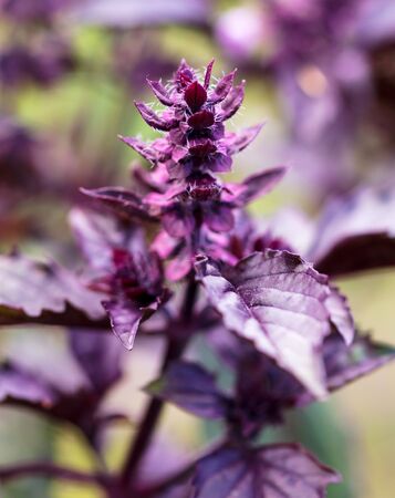 Basil grows in the garden .