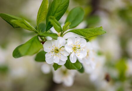 Flowers on a fruit tree in the park .の写真素材