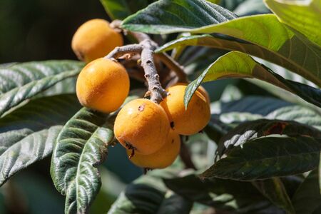 Medlar on the branches of a tree .の写真素材