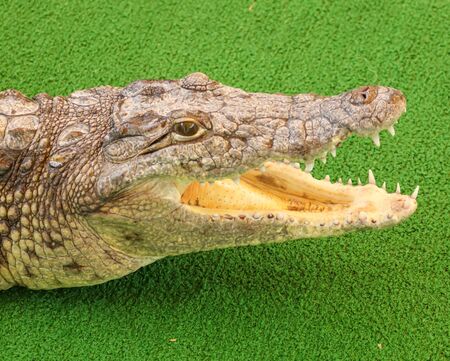Portrait of a crocodile on a green background .の写真素材