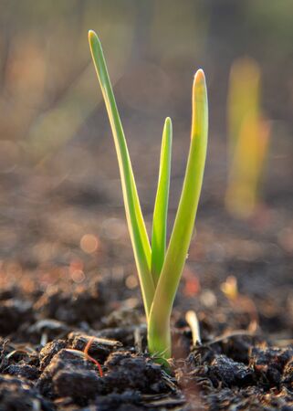 Green garlic in the soil in spring .の写真素材