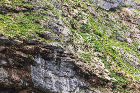 Vegetation on the rocks in the mountains as a background.