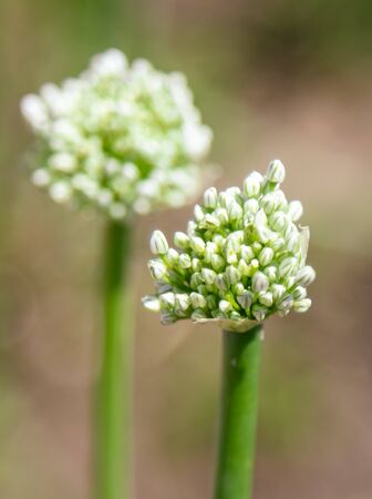Flowers on the onion in the garden .の写真素材