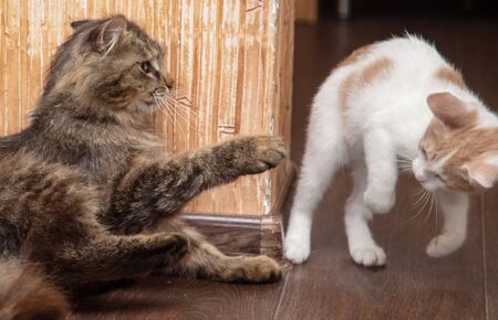 Two cats play in the house .の写真素材