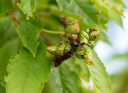 Aphids eat leaves on cherry branches .の写真素材