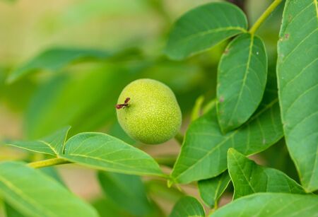 Green walnuts on a tree in nature .の写真素材